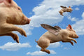 When Pigs Fly Magnet