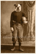 Bulldog Fullback Magnet