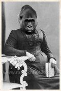 Gorilla Granny Magnet